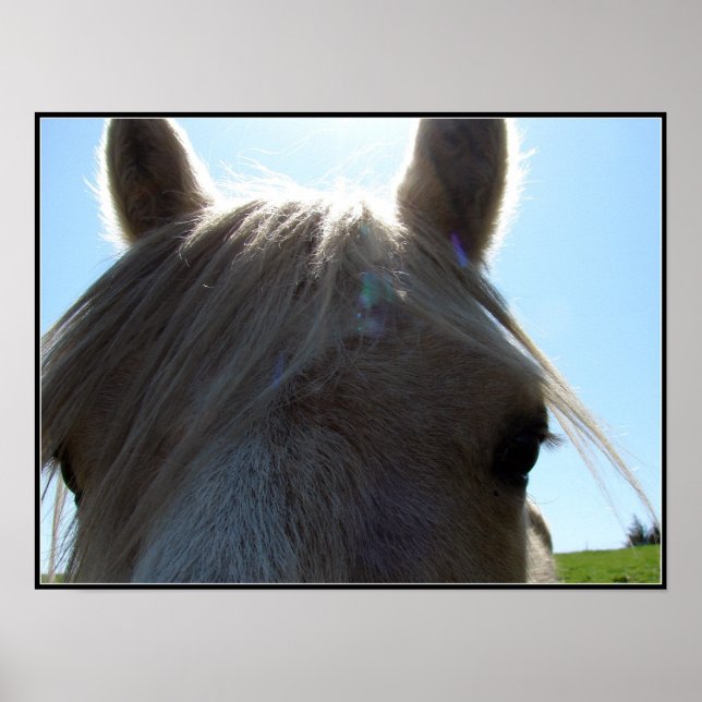 Affiche Palomino (Devant)