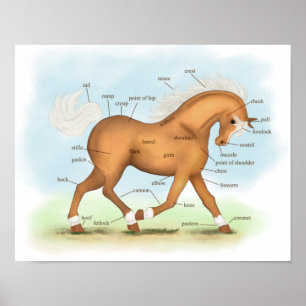 Affiche Palomino avec Chaussettes & Blaze Horse Anatomie P