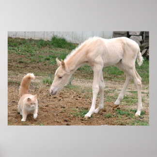 Affiche Palomino Baby Horse et Barn Cat