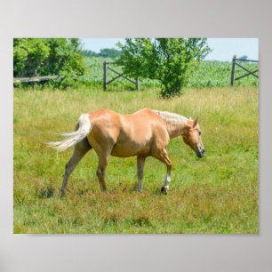 Affiche Palomino Farm Horse