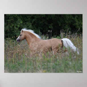 Affiche Palomino Gallois Pony Courant En Longue Herbe