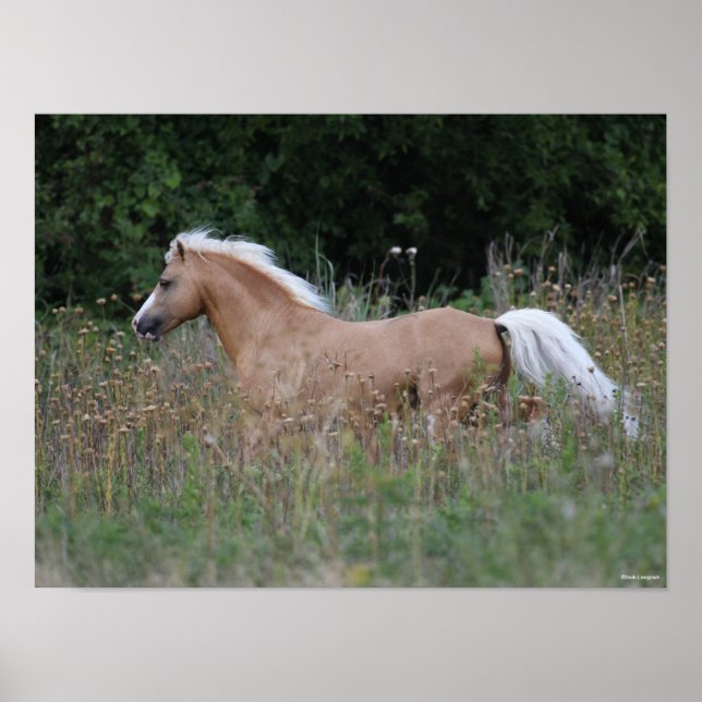 Affiche Palomino Gallois Pony Courant En Longue Herbe (Devant)
