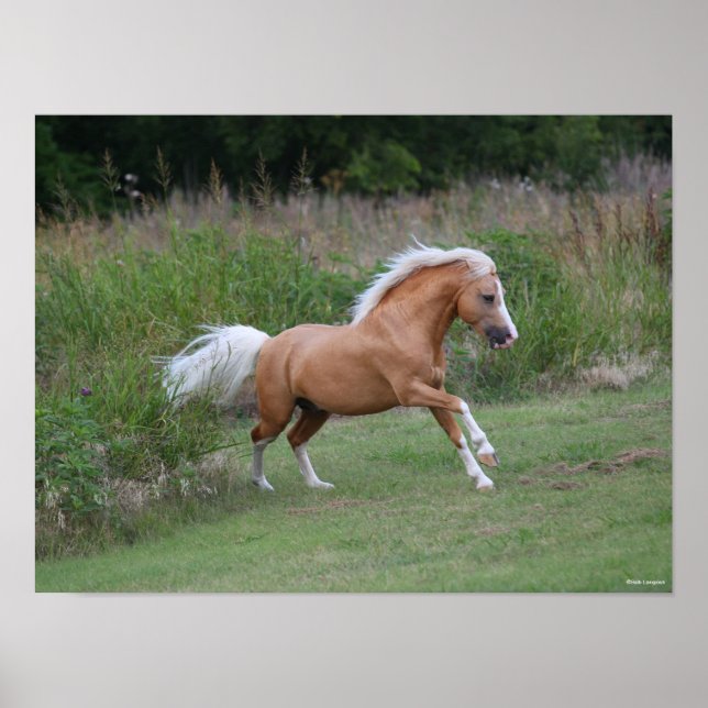 Affiche Palomino Gallois Pony Stallion Courant (Devant)
