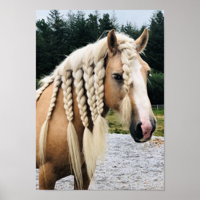 Affiche Palomino gypsy vanner cheval (Devant)