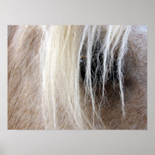 Affiche Palomino Horse