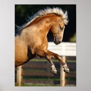 Affiche Palomino Tennessee Walker Élevage de l'étalon