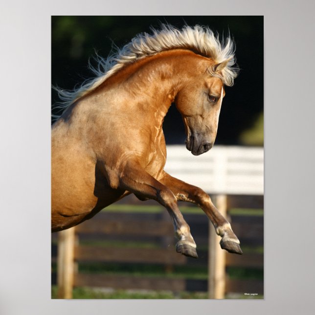 Affiche Palomino Tennessee Walker Élevage de l'étalon (Devant)