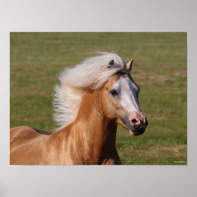 Affiche Palomino Welsh Pony Headhot Mane Flow (Devant)