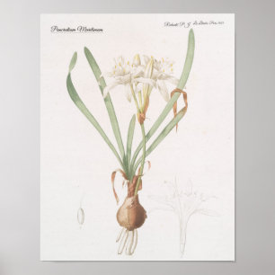 Affiche Pancratium Maritimum