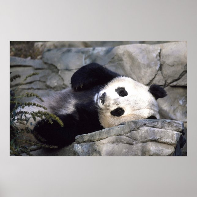 Affiche Panda (Devant)