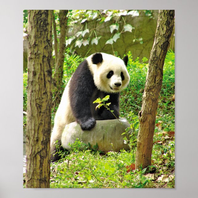 Affiche Panda (Devant)