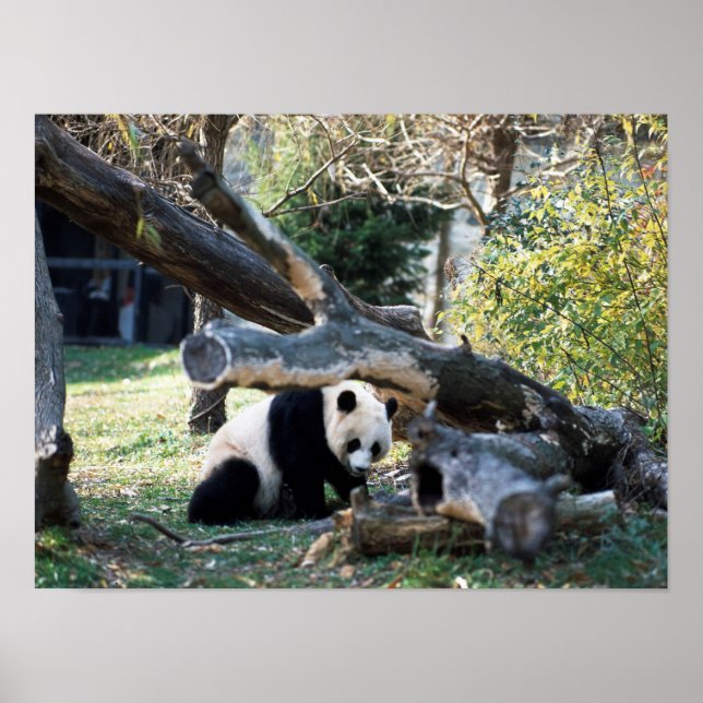 Affiche Panda (Devant)
