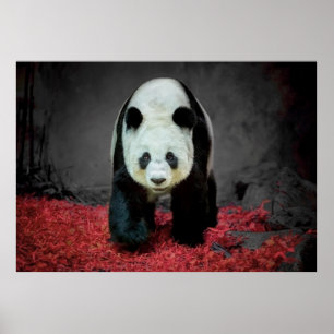 Affiche Panda Bear