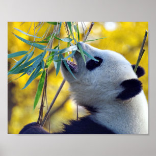 Affiche Panda Bear mangeant du bambou