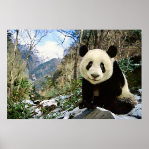 Affiche Panda dans l'affiche de la montagne