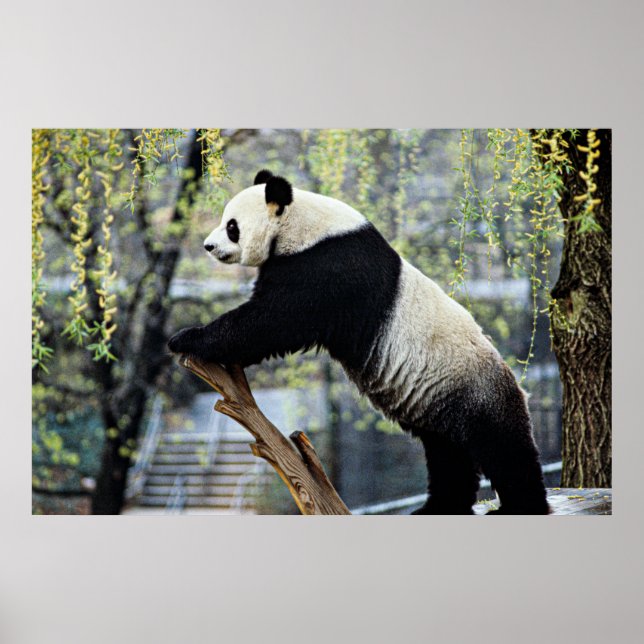 Affiche Panda debout (Devant)