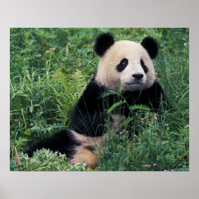 Affiche Panda géant dans l'herbe, vallée de Wolong, Sichua (Devant)