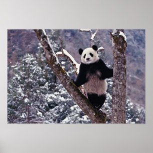 Affiche Panda géant debout sur un arbre, Wolong, Sichuan,