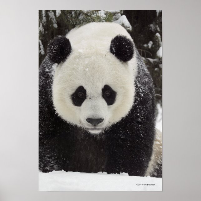 Affiche Panda géant en neige (Devant)