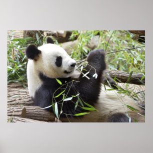 Affiche Panda géant mangeant du bambou