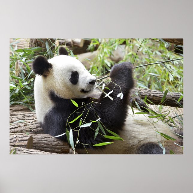 Affiche Panda géant mangeant du bambou (Devant)