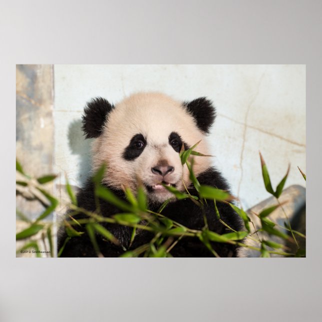 Affiche Panda géant penché contre le mur (Devant)