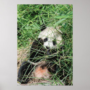 Affiche Panda Géant Se Cache Dans L'Herbe