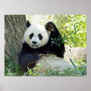 Affiche Panda géant se reposant contre l'arbre