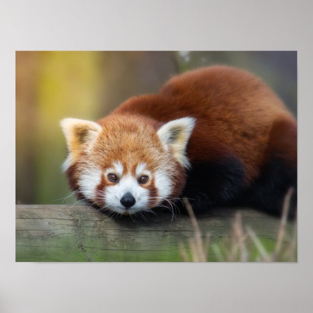 Affiche Panda rouge (Devant)