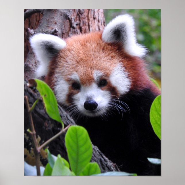 Affiche Panda rouge (Devant)