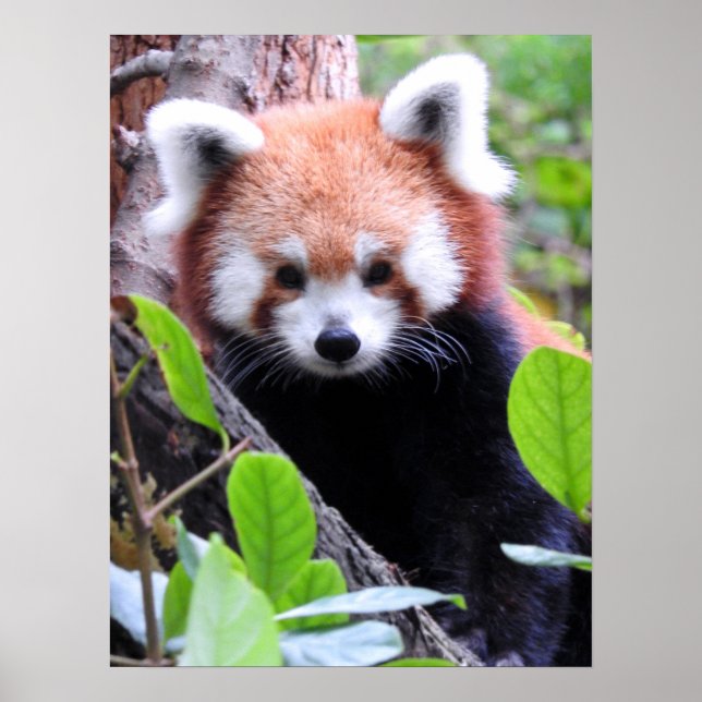 Affiche Panda rouge (Devant)