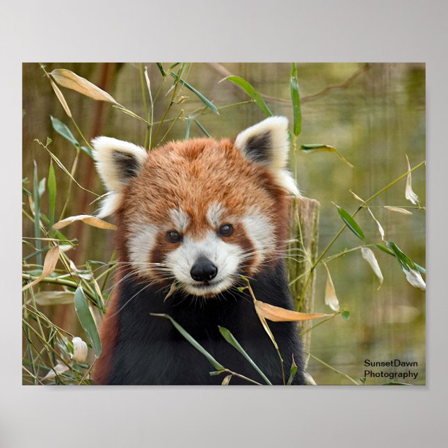 Affiche Panda rouge (Devant)