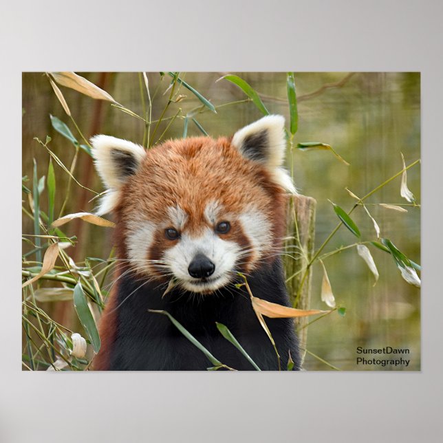 Affiche Panda rouge (Devant)