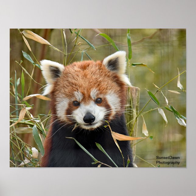Affiche Panda rouge (Devant)