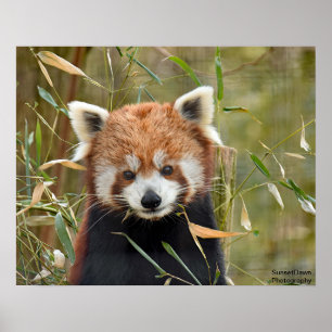 Affiche Panda rouge