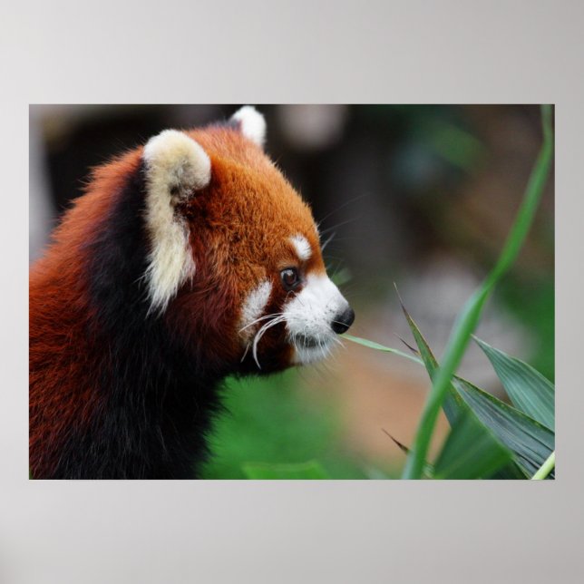 Affiche Panda rouge (Devant)