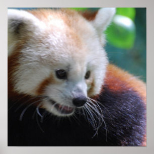 Affiche Panda rouge doux