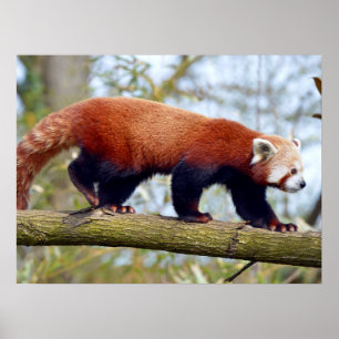 Affiche Panda rouge marchant sur la branche