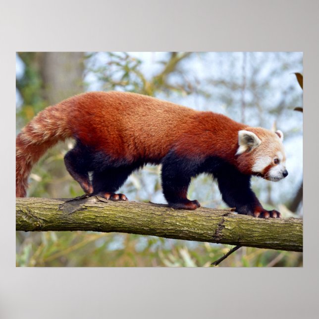Affiche Panda rouge marchant sur la branche (Devant)