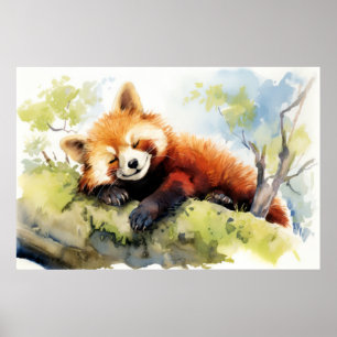 Affiche Panda Rouge Se Détendre Dans Le Jardin Animal Amus