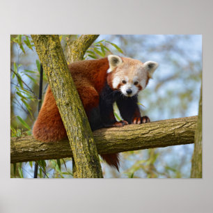 Affiche Panda rouge sur branche
