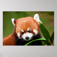 Panda roux mignon
