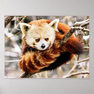 Affiche Panda roux sur une branche d'arbre