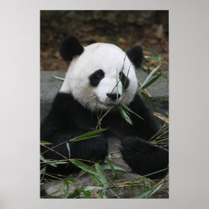 Affiche pandas géants au Panda géant Protection &