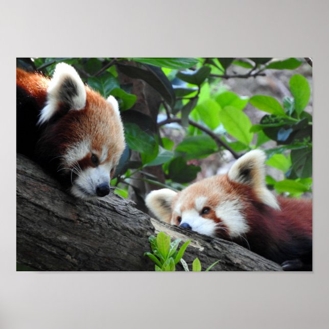 Affiche Pandas rouges (Devant)