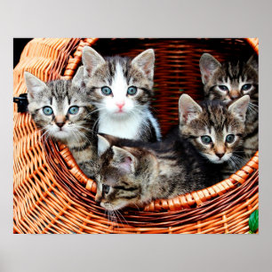 Affiche Panier de chaton