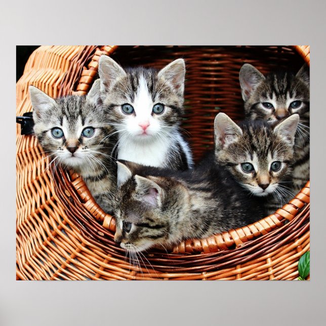 Affiche Panier de chaton (Devant)