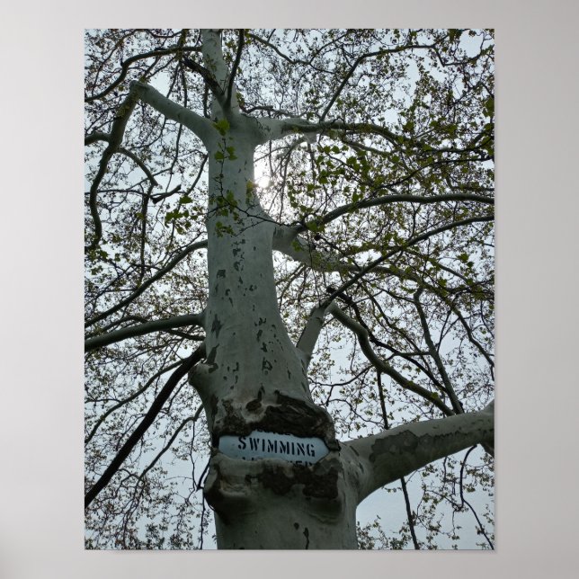Affiche Panneau Interdiction de Nager dans un Arbre (Devant)