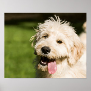 Affiche Panneaux de chiot Goldendoodle