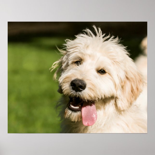 Affiche Panneaux de chiot Goldendoodle (Devant)